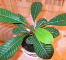 Euphorbia: грижи у дома