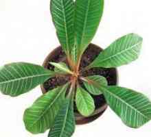 Euphorbia: Care