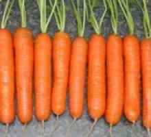Морковите "Самсон"