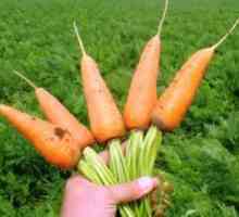 Моркови Шантану