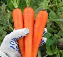 Морковите - отглеждане от семена