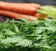 Морков върховете - ползи и вреди