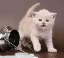 Възможно ли е да се даде котенца мляко?