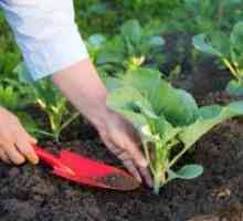 Възможно ли е да се засадят зеленчуци на пълнолуние?