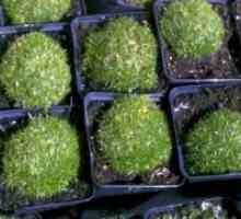 Sagina subulata - расте от семена