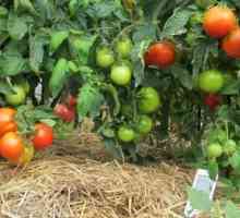 Мулчиране домати в оранжерия