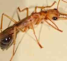 Мравки с крила в къщата - как да се отървем?