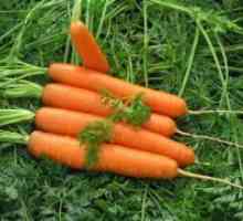 "Нант" морков