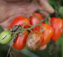 Фолк средства за края на бич на домати