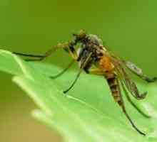 Фолк средства за ухапване от комари