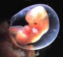 Не се визуализира на ембриона