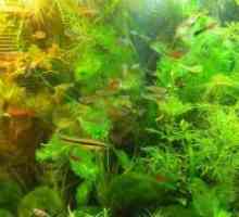 Непретенциозни растения аквариум