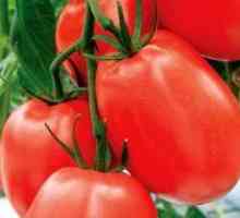 Нискостъблени домати за открит терен