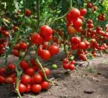 Ниските домати, които не изискват pasynkovaniya