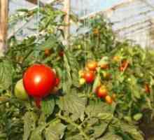 Нови сортове домати за оранжерии