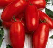 Нови сортове домати