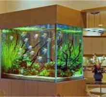 Осъществяване аквариум със собствените си ръце