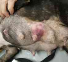 Тумори на млечната жлеза при кучета