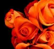 Оранжеви рози