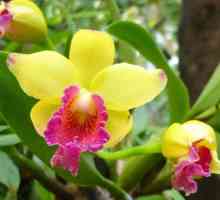 Cymbidium Orchid - расте у дома