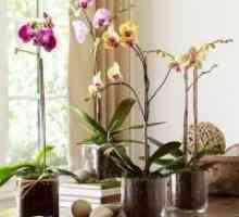 Orchid - грижи, трансплантация