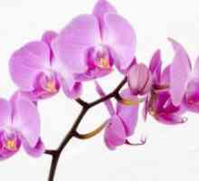 Orchid в дома