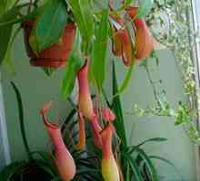 Оригинални растения на закрито: Nepenthes