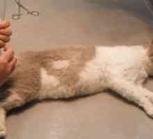 Белодробен оток при котки - Лечение