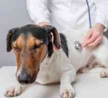 Панкреатитът в Кучета - симптоми и лечение