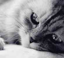 Панлевкопения при котките - Симптоми