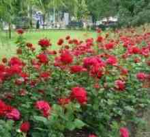 Роза парк