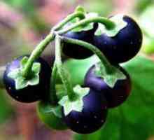 Черно куче грозде - полезни свойства
