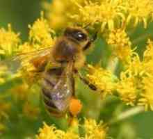 Пчелен прашец - свойства и приложения