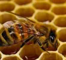 Bee Podmore - приложение