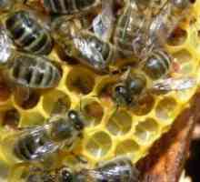 Bee Podmore в народната медицина