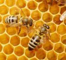 Пчелен восък - приложение