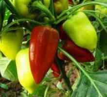 Peppers - засяване и грижи за разсад