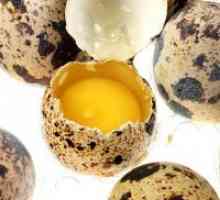Пъдпъдъчи яйца - ползи и вреди