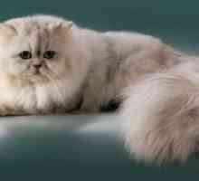 Персийска котка порода