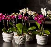 Phalaenopsis: Грижи у дома