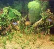 Хранителен почвата за аквариумни растения