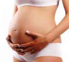 Плацентата по време на бременност