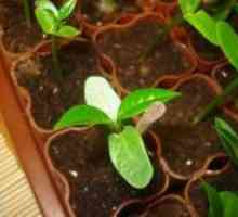 Plumeria - расте от семена