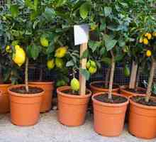 Плододаващи растения у дома: как да се обръщат един апартамент в градината