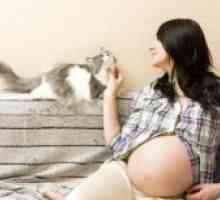 Защо бременните жени не могат да бъдат изгладени котки?