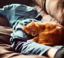 Защо котките спят на мъжа?