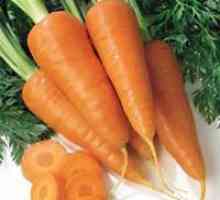 Защо моркови пукнатина в земята?