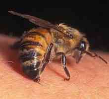 Защо пчелната отрова е наркотик?