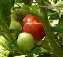 Защо се справи доматите в оранжерията?