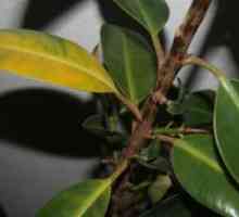 Защо Ficus листата пожълтяват и окапват?